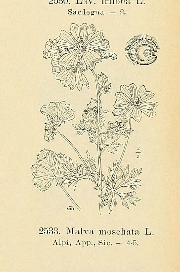 no HD illustration available (m5)