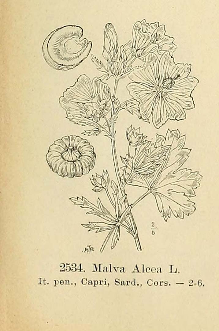 no HD illustration available (m5)