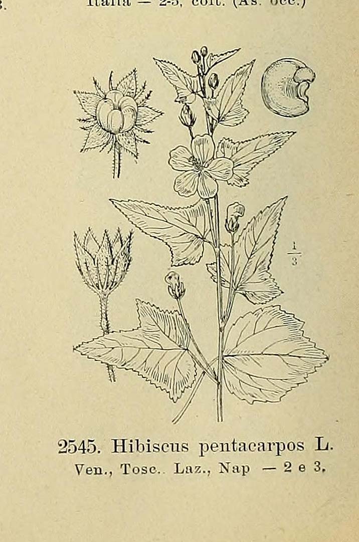no HD illustration available (m5)
