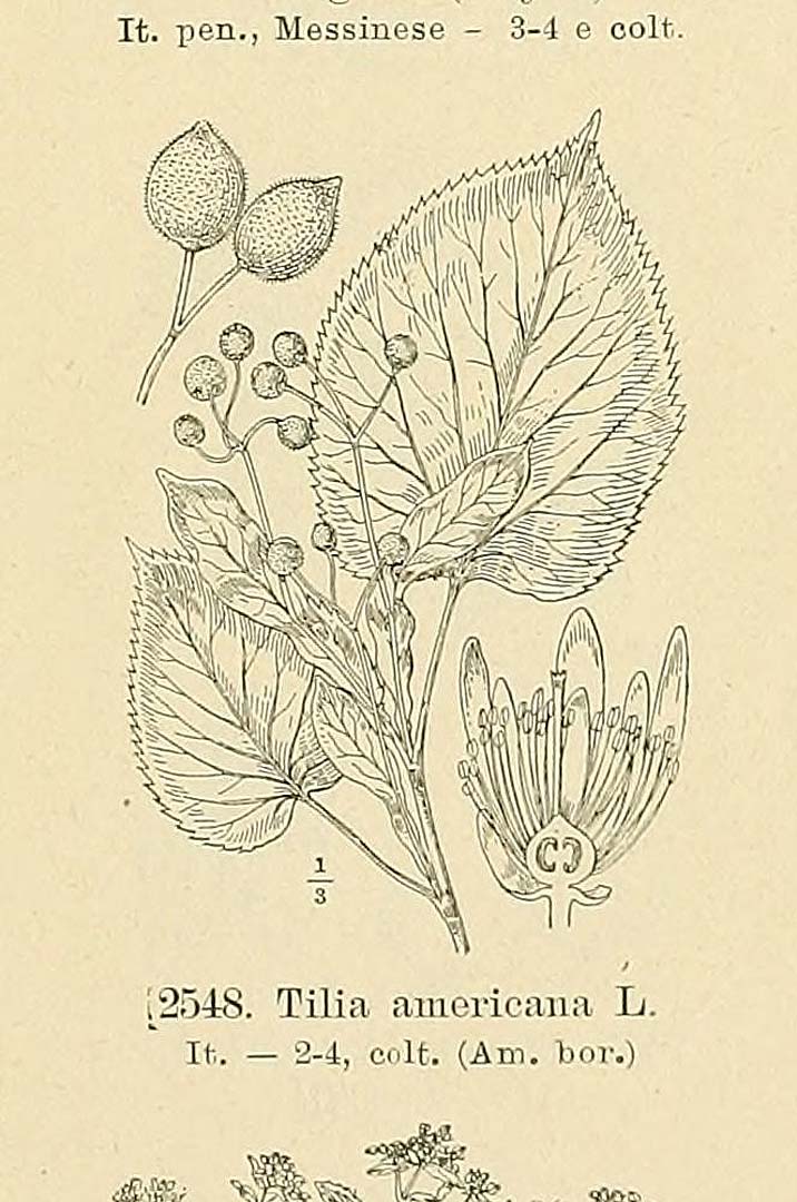 no HD illustration available (m5)