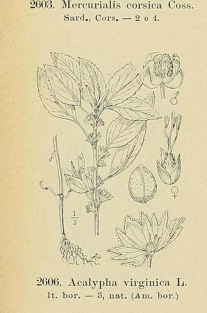 no HD illustration available (m5)