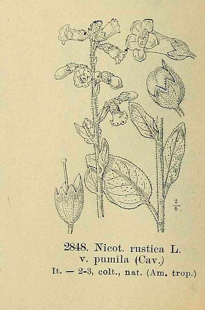 no HD illustration available (m5)