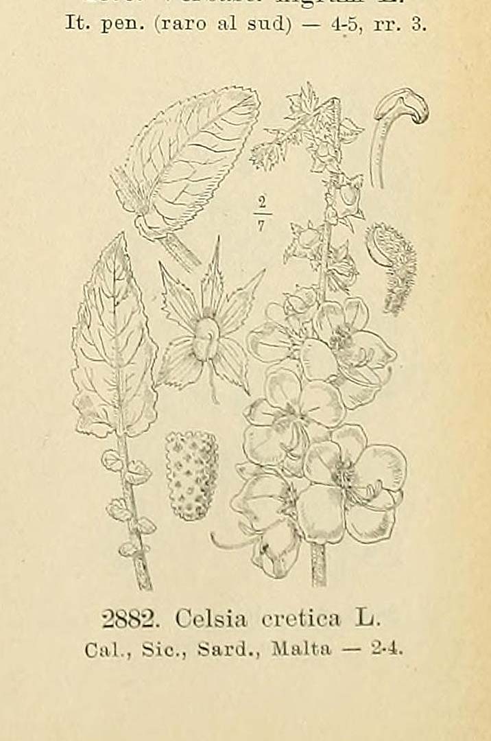 no HD illustration available (m5)