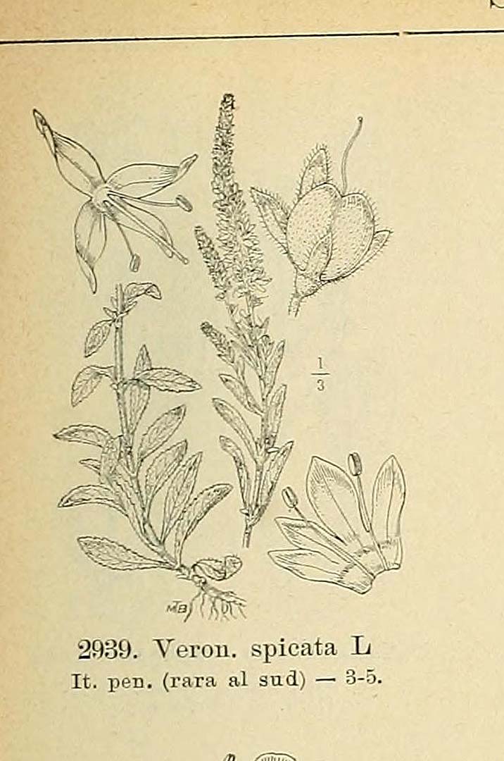 no HD illustration available (m5)