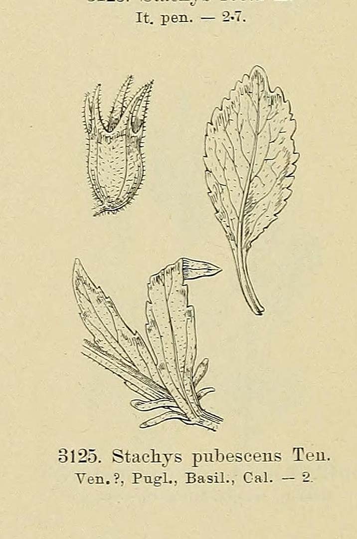 no HD illustration available (m5)