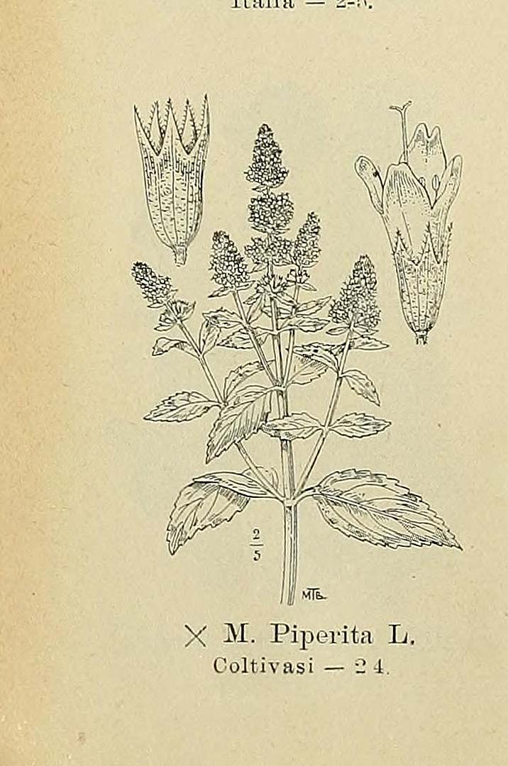 no HD illustration available (m5)