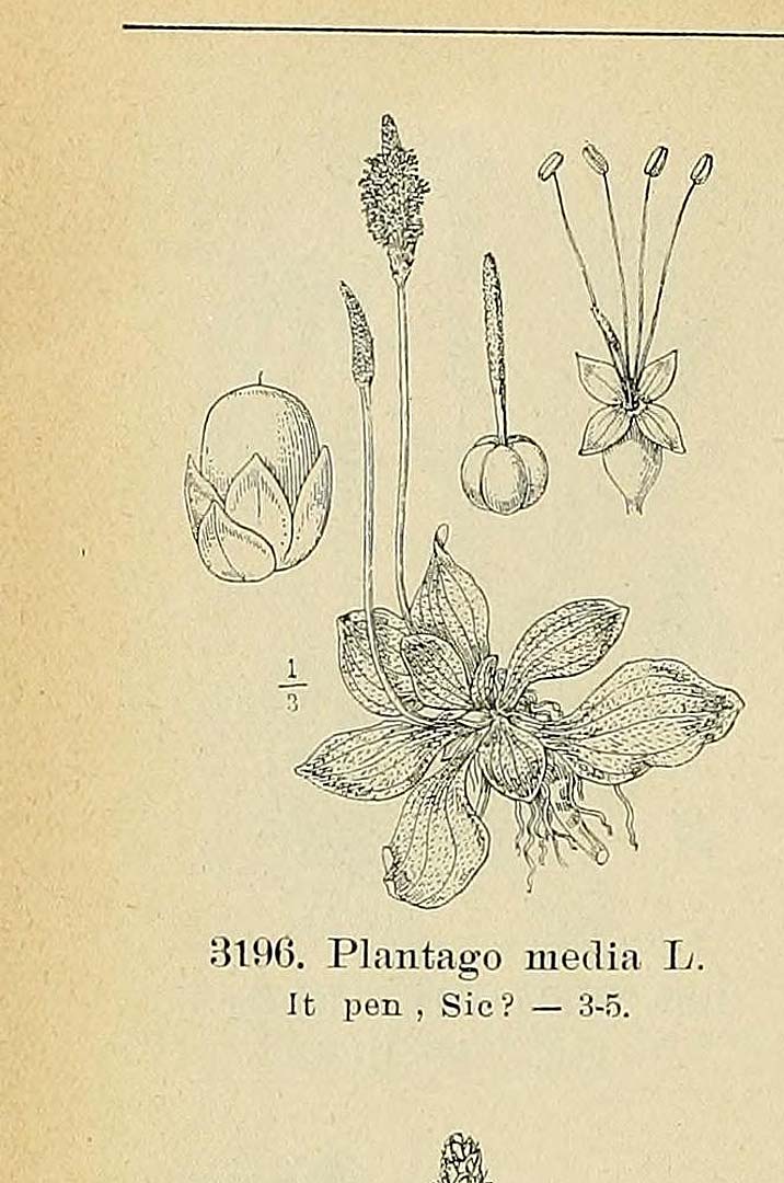 no HD illustration available (m5)