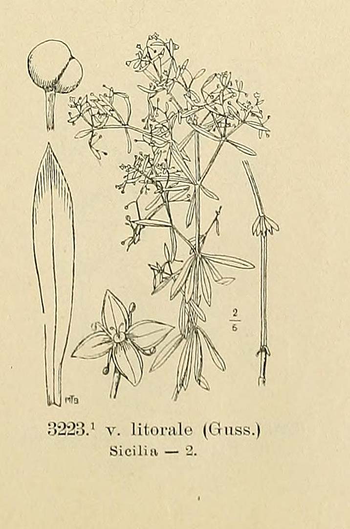 no HD illustration available (m5)