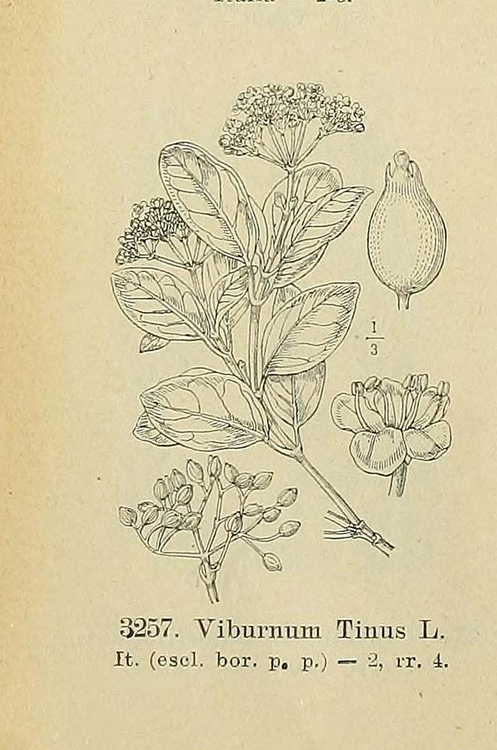 no HD illustration available (m5)