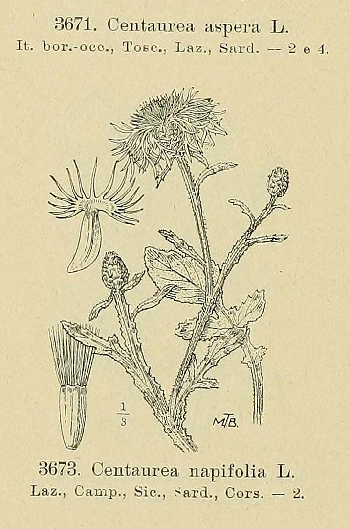no HD illustration available (m5)