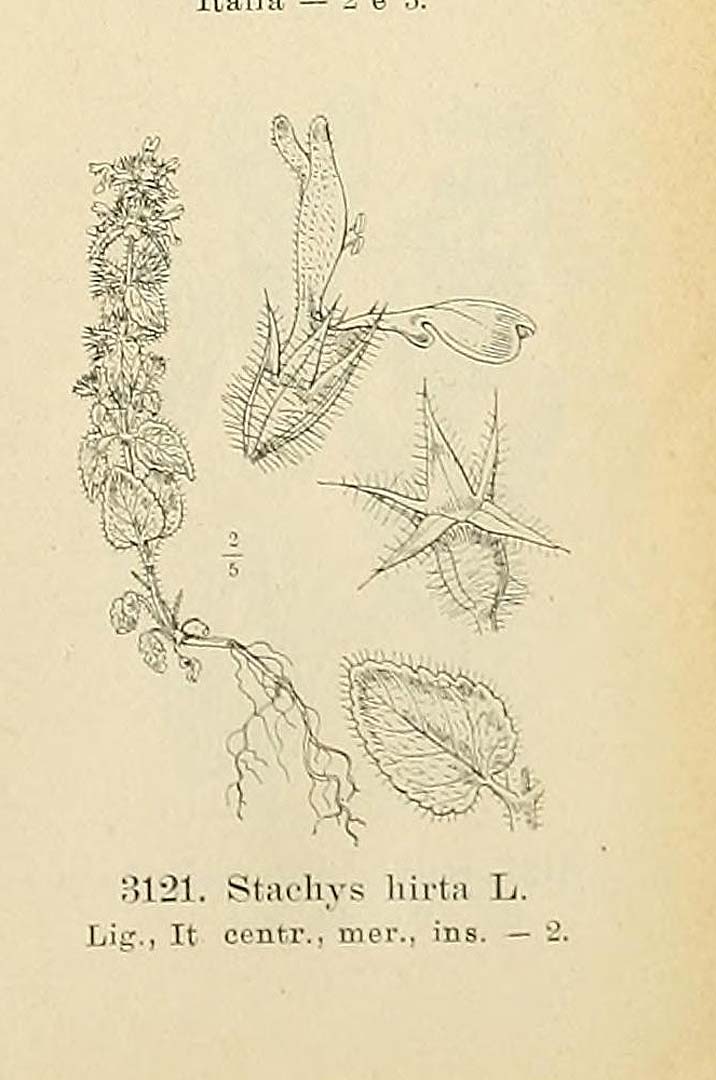 no HD illustration available (m5)