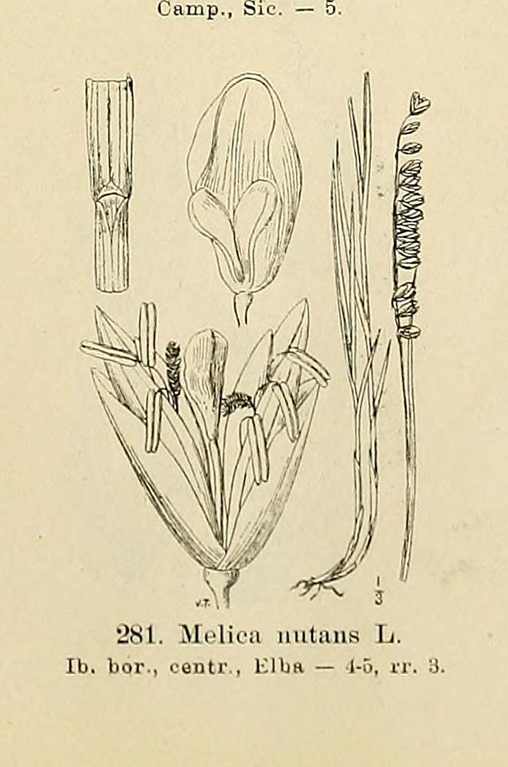 no HD illustration available (m5)