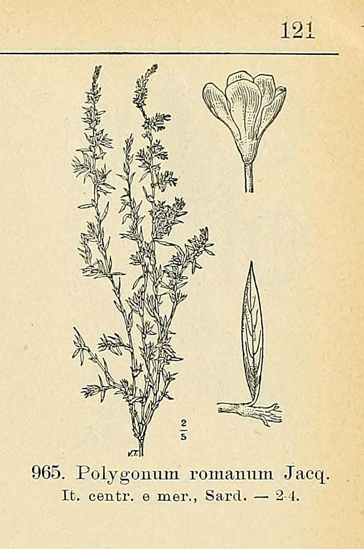 no HD illustration available (m5)