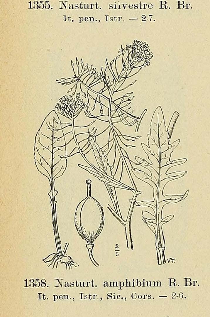 no HD illustration available (m5)