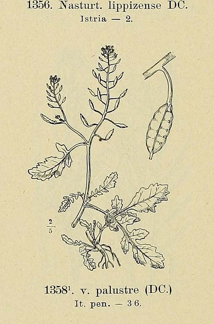 no HD illustration available (m5)