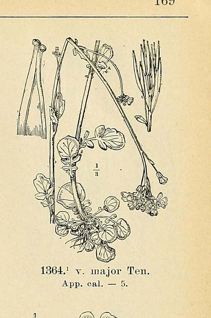 no HD illustration available (m5)