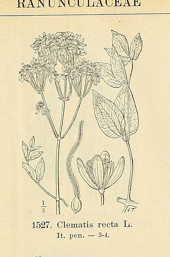 no HD illustration available (m5)