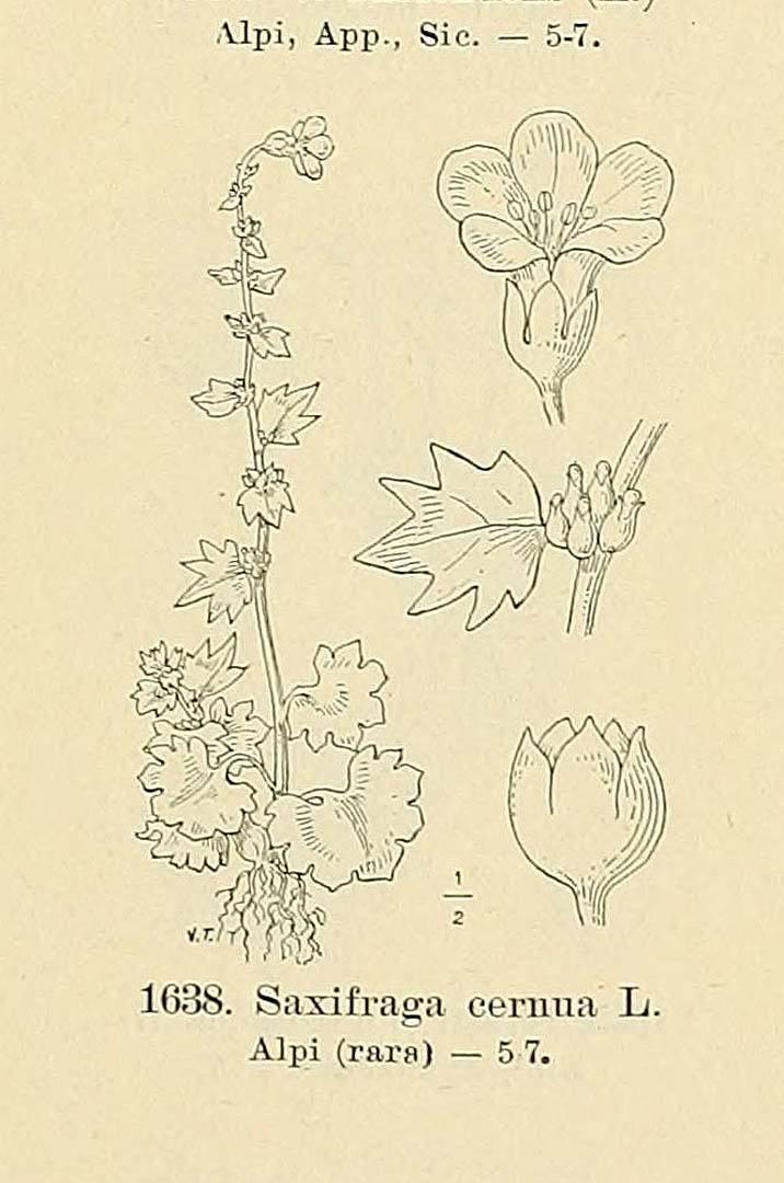 no HD illustration available (m5)