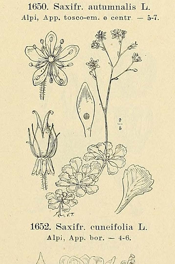 no HD illustration available (m5)
