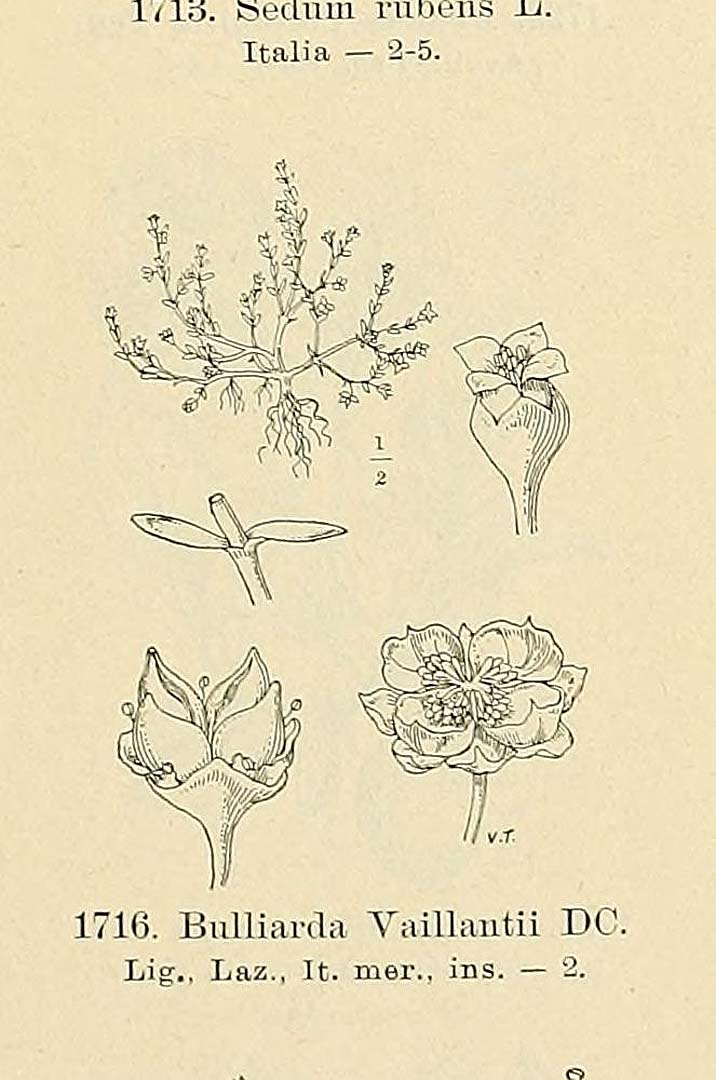 no HD illustration available (m5)