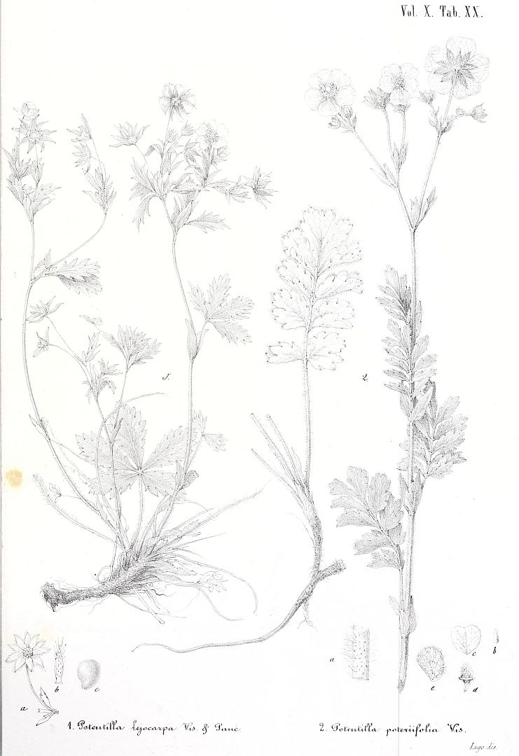 no HD illustration available (m5)