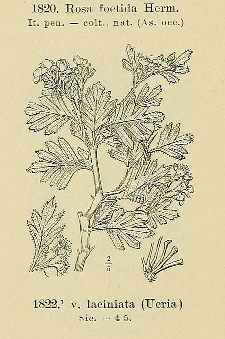 no HD illustration available (m5)