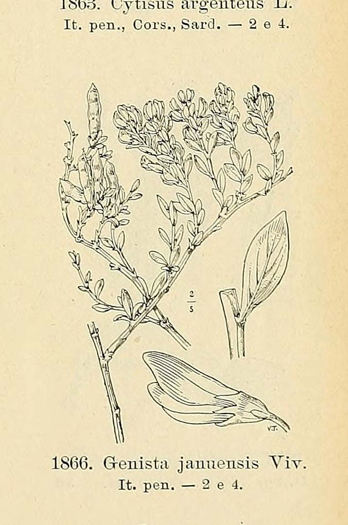 no HD illustration available (m5)