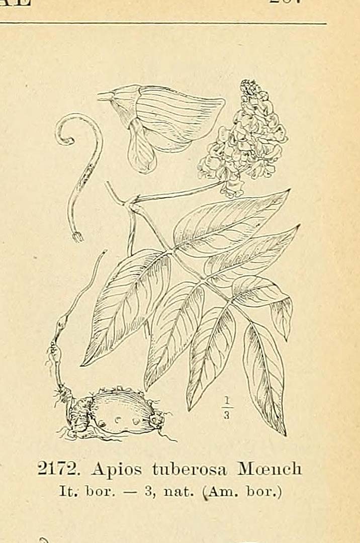 no HD illustration available (m5)