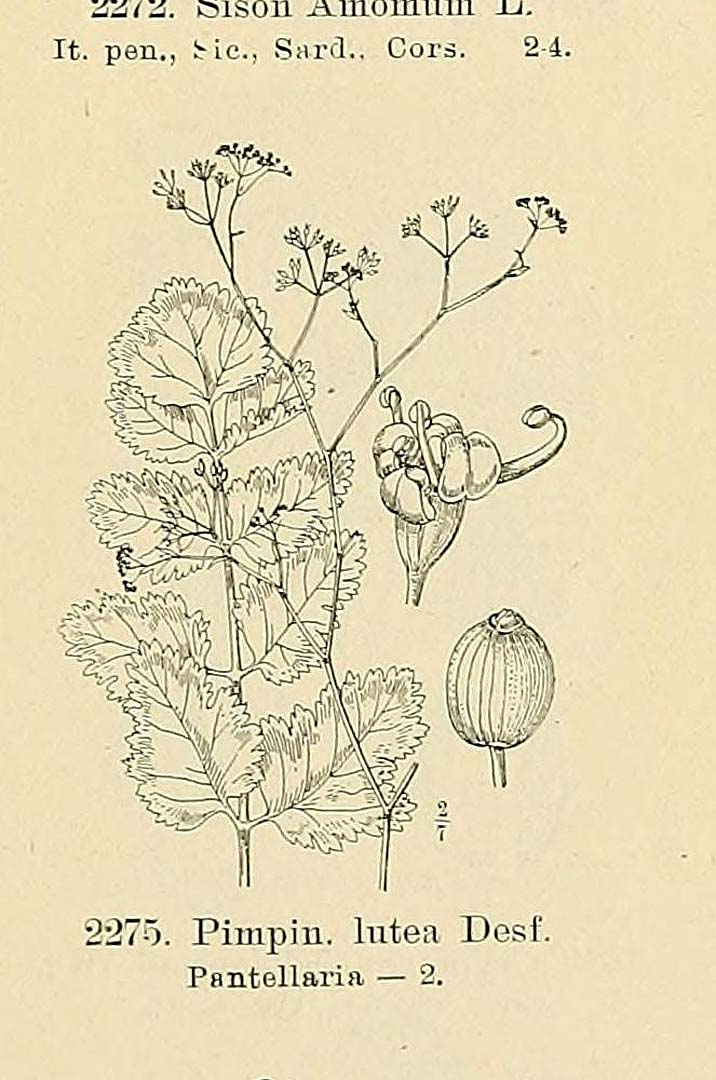 no HD illustration available (m5)