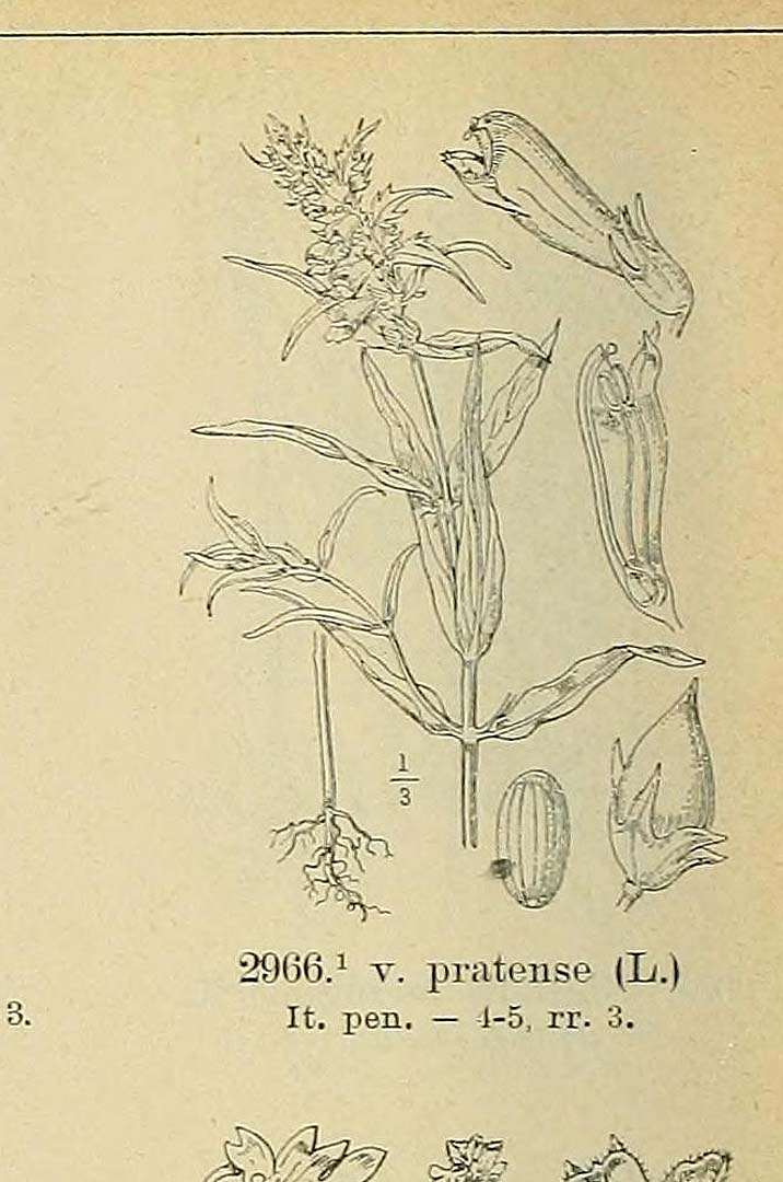 no HD illustration available (m5)