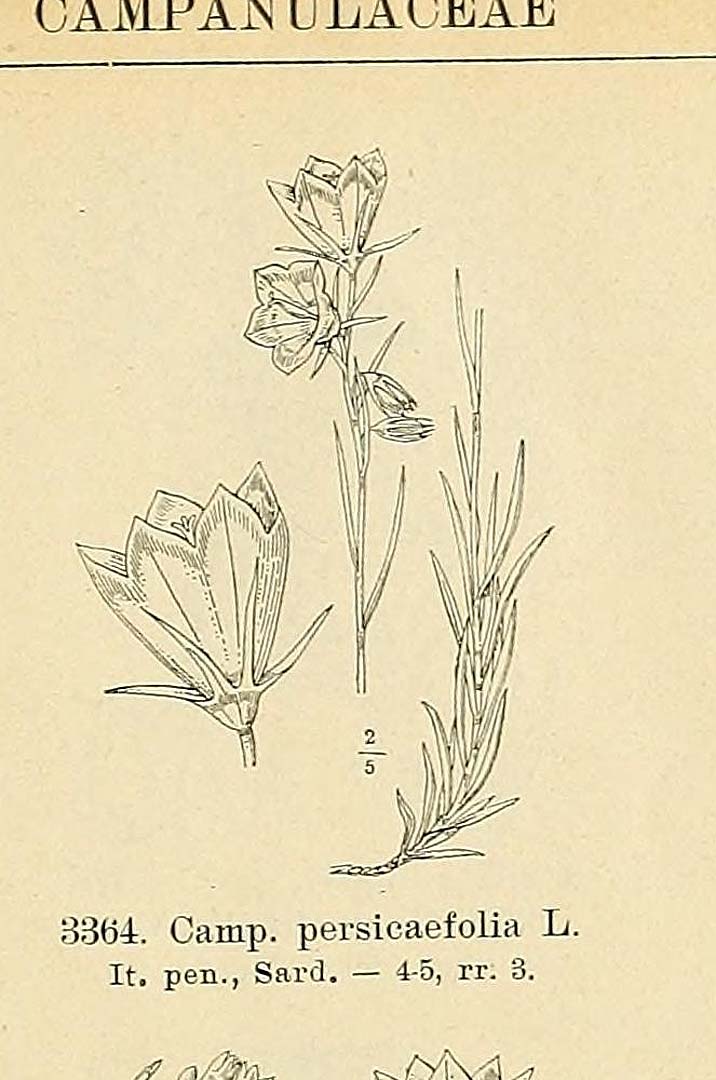 no HD illustration available (m5)