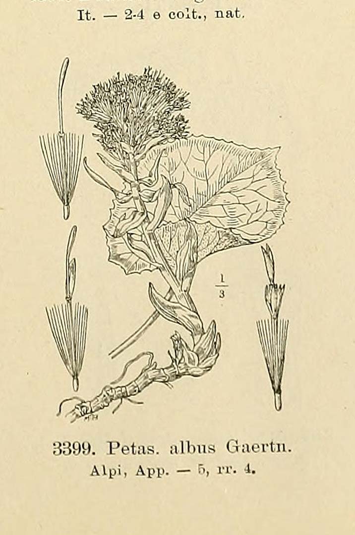 no HD illustration available (m5)