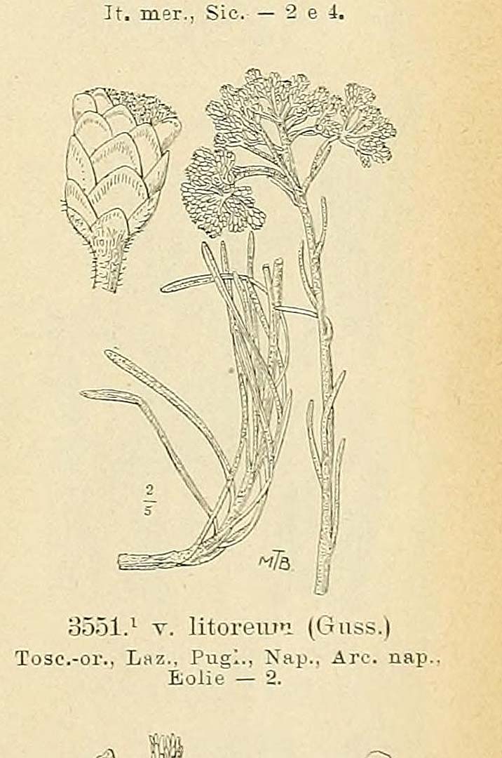 no HD illustration available (m5)