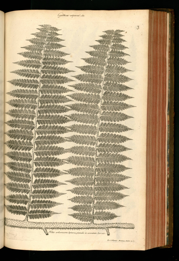 no HD illustration available (m5)