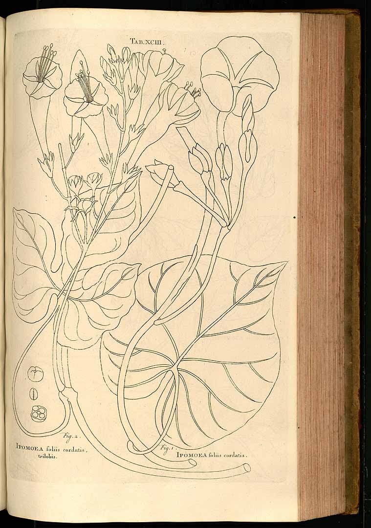 no HD illustration available (m5)