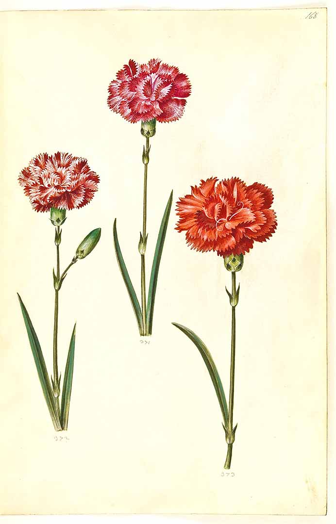 no HD illustration available (m5)
