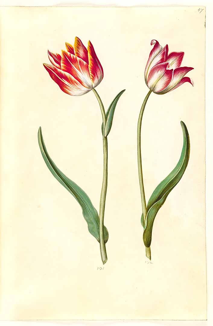 no HD illustration available (m5)