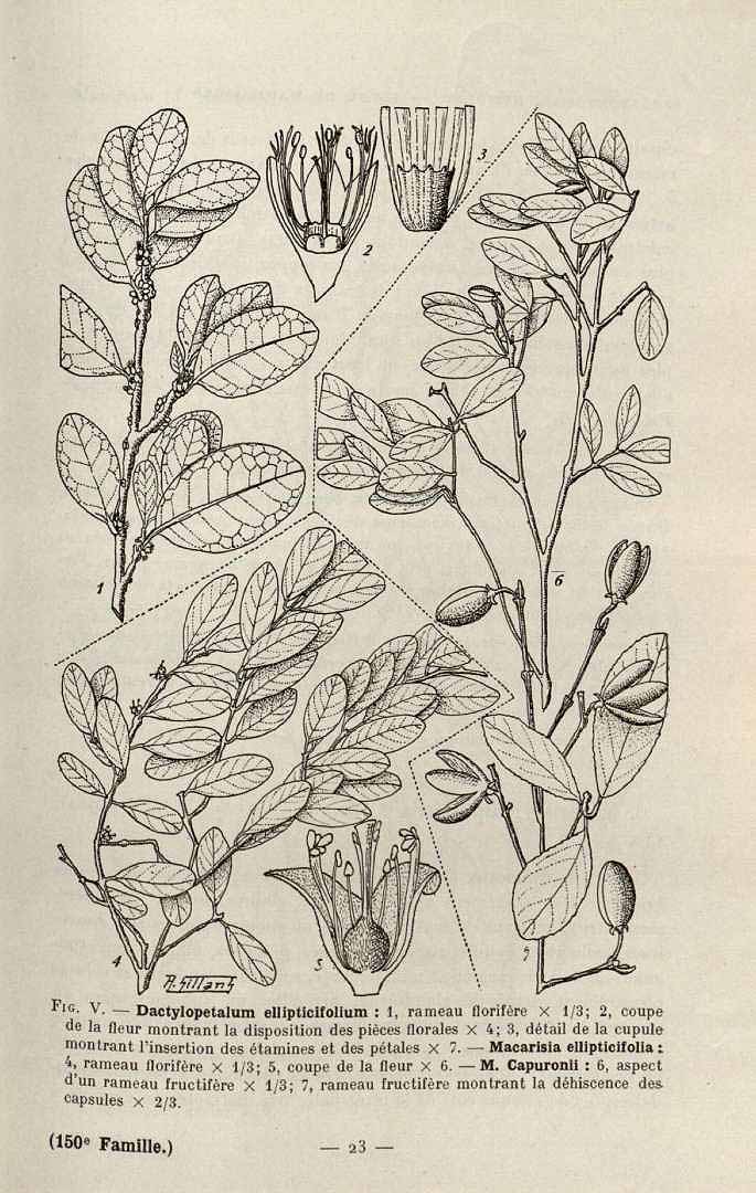 no HD illustration available (m5)