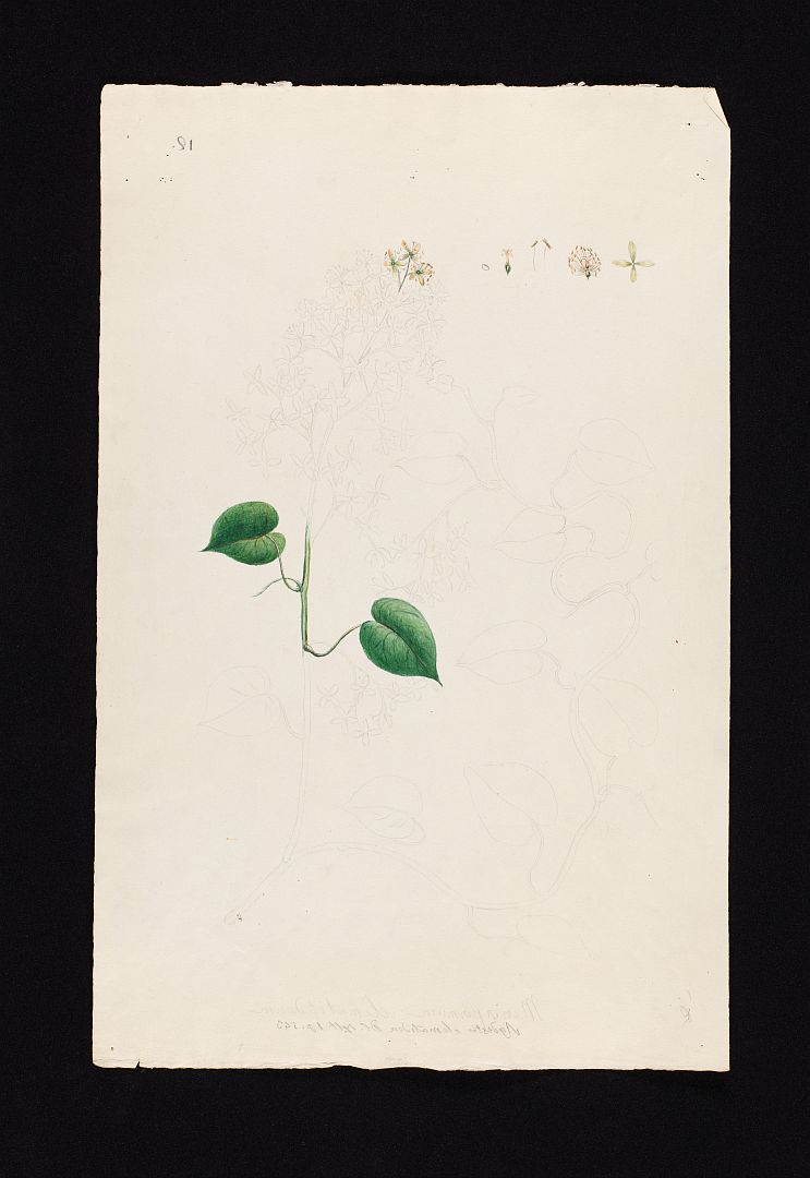 no HD illustration available (m5)