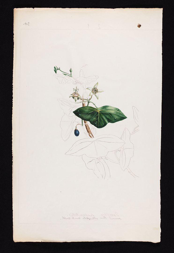 no HD illustration available (m5)