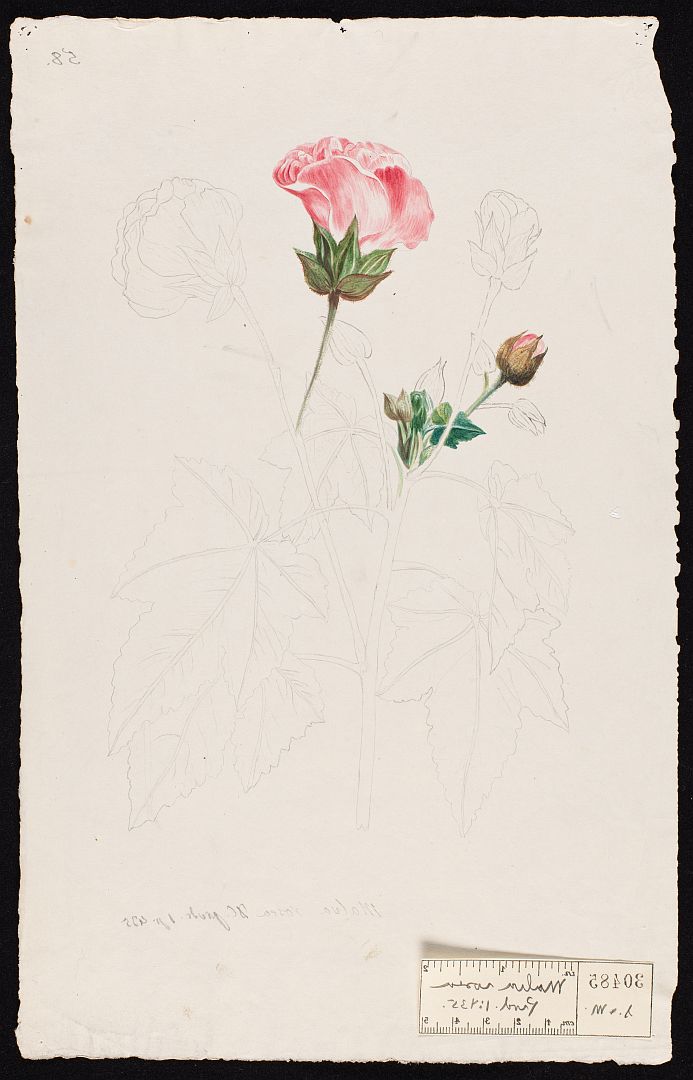 no HD illustration available (m5)