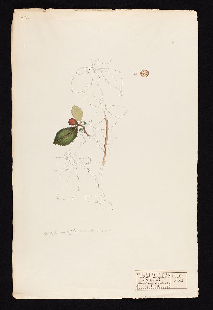 no HD illustration available (m5)