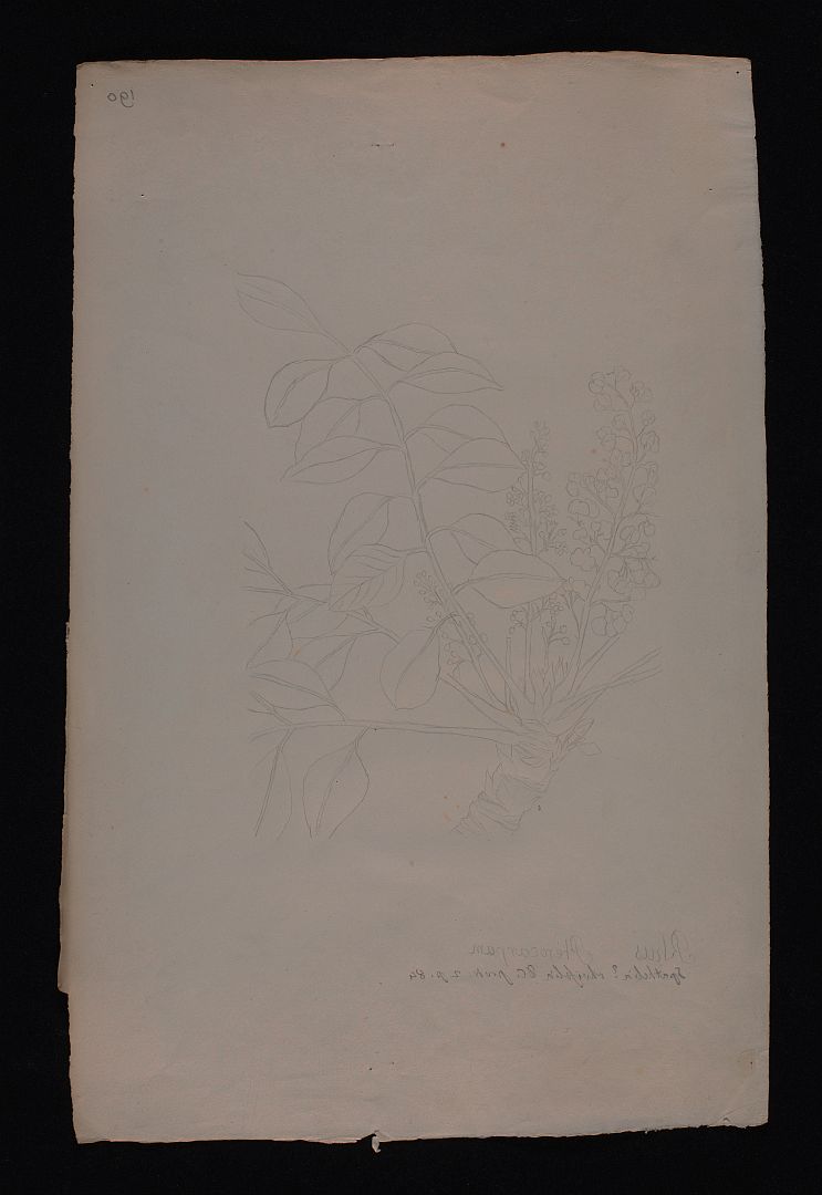 no HD illustration available (m5)