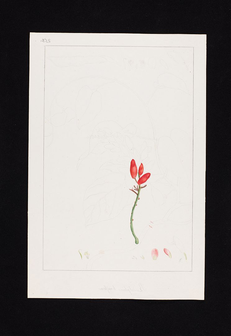 no HD illustration available (m5)