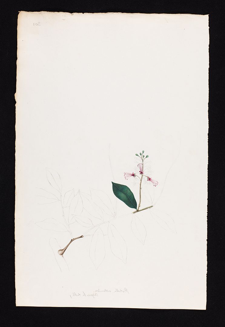no HD illustration available (m5)