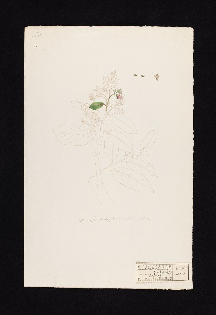 no HD illustration available (m5)