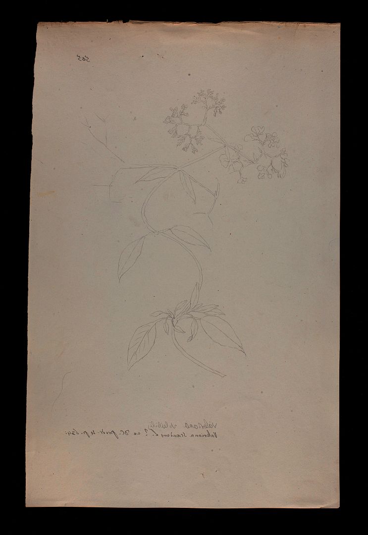 no HD illustration available (m5)