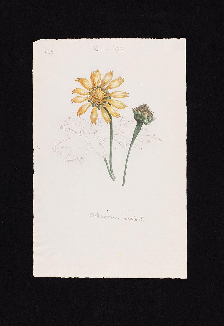 no HD illustration available (m5)