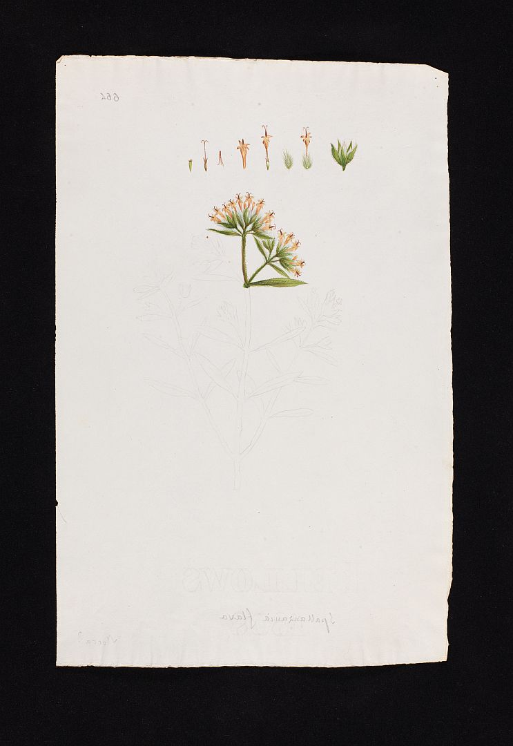 no HD illustration available (m5)