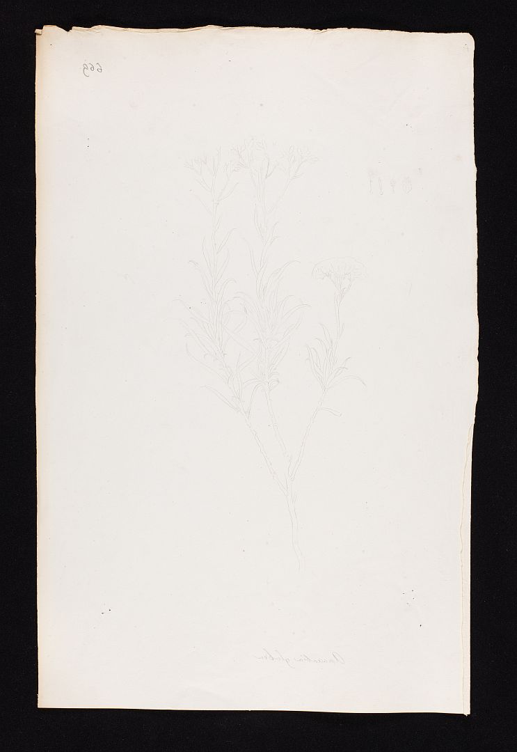 no HD illustration available (m5)